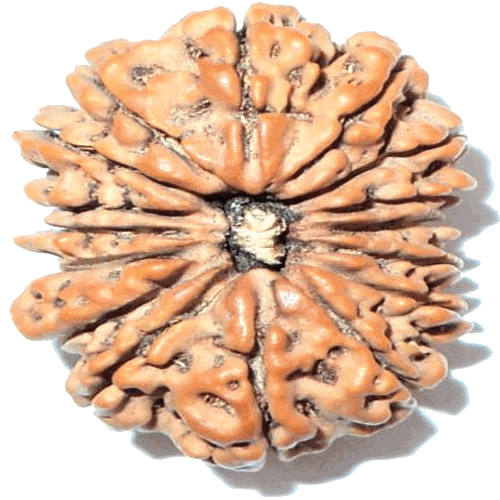 16 Mukhi Rudraksha